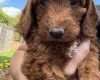 Cockapoo