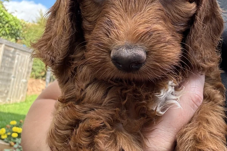 Cockapoo
