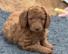 Cockapoo