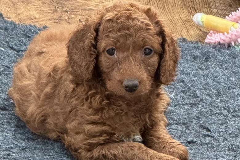 Cockapoo