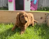 Cockapoo