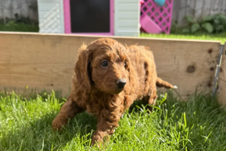 Cockapoo