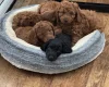Cockapoo