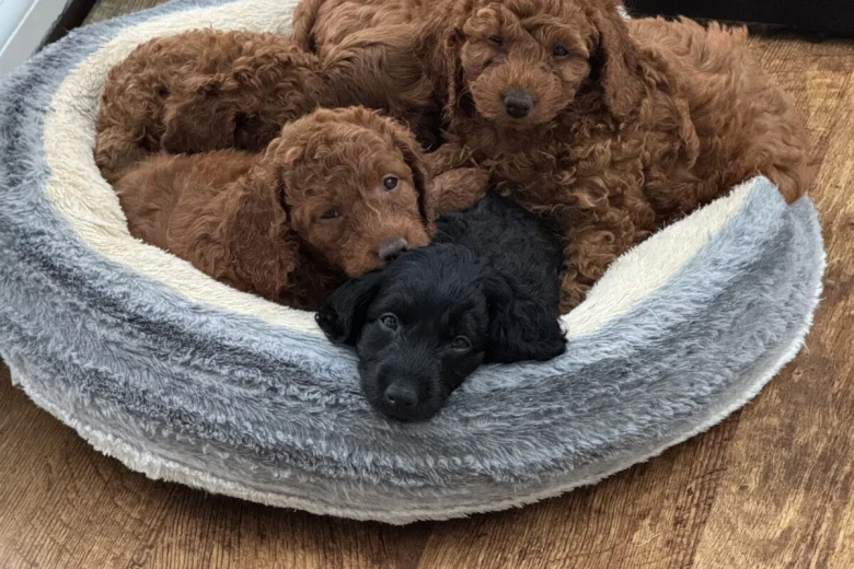 Cockapoo