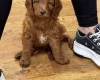 Cockapoo