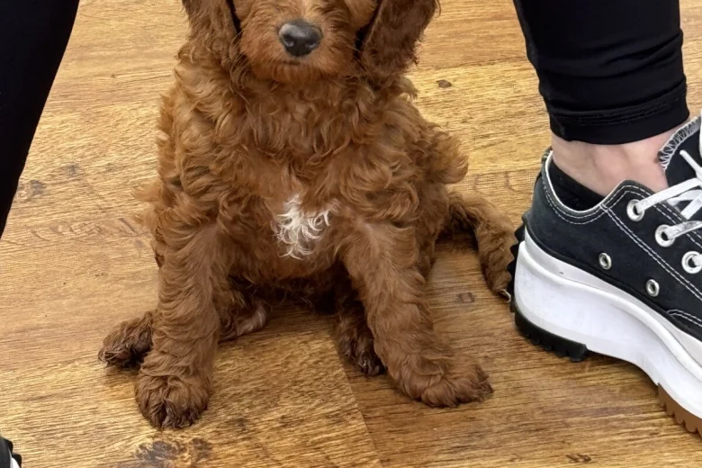 Cockapoo