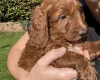 Cockapoo