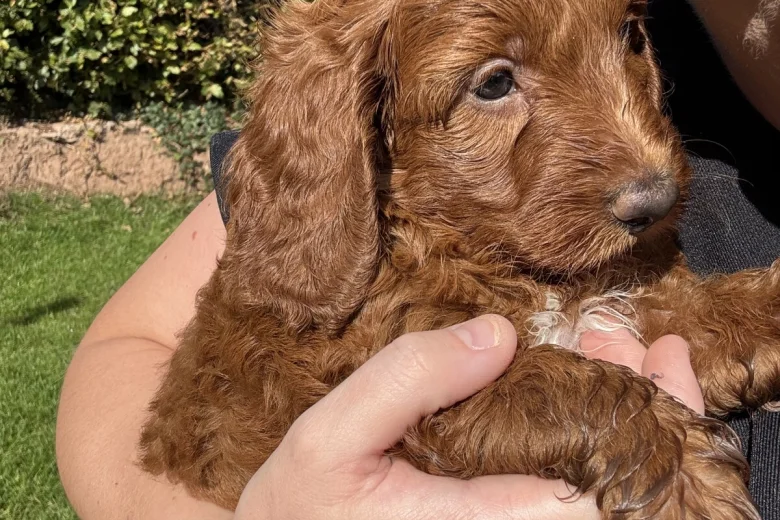 Cockapoo