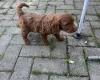 Cockapoo