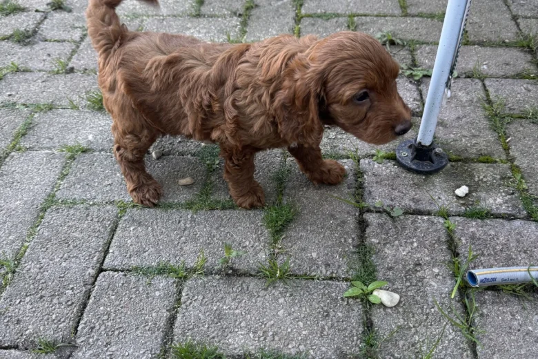 Cockapoo