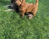 Cockapoo