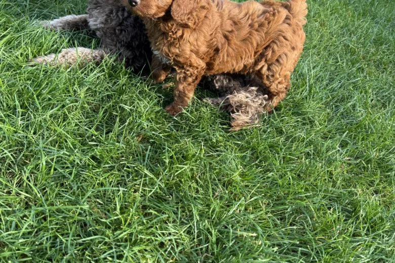 Cockapoo