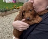 Cockapoo