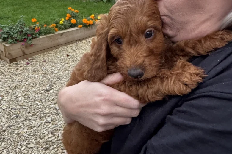 Cockapoo