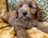 Cockapoo