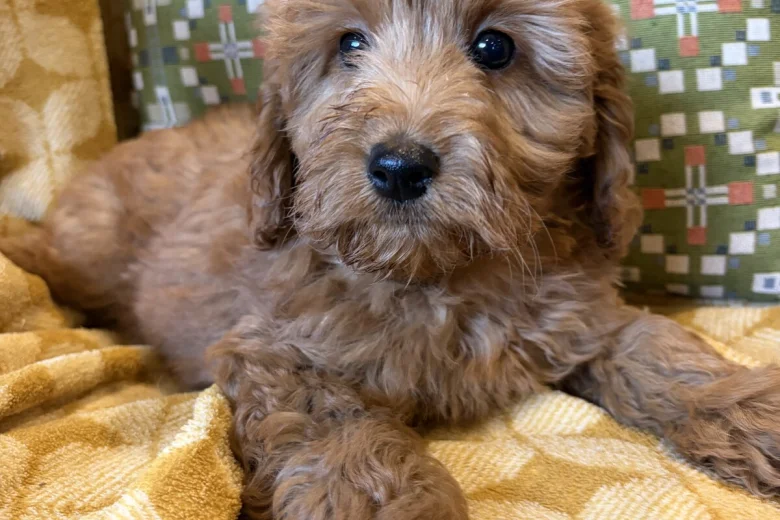 Cockapoo