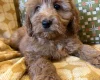 Cockapoo
