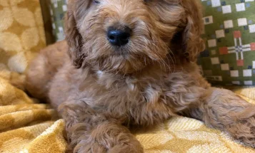 Cockapoo