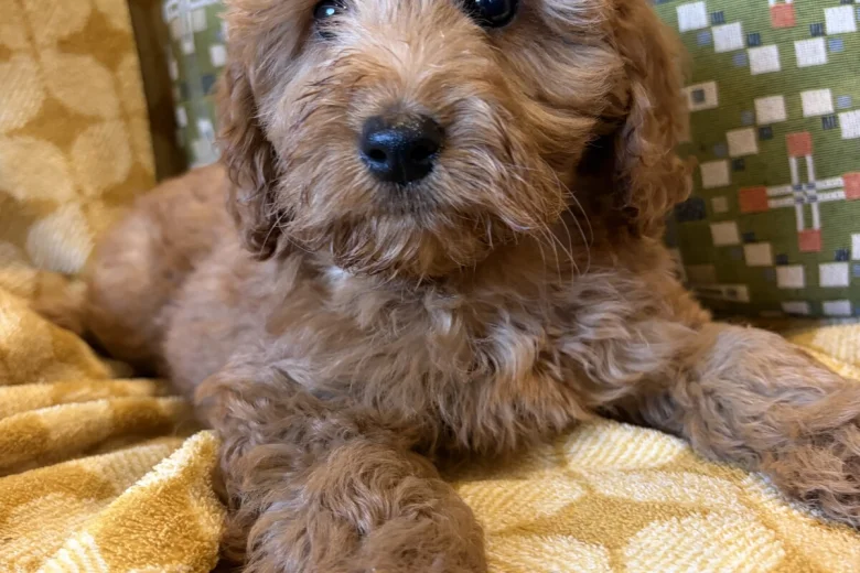 Cockapoo