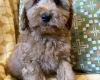 Cockapoo
