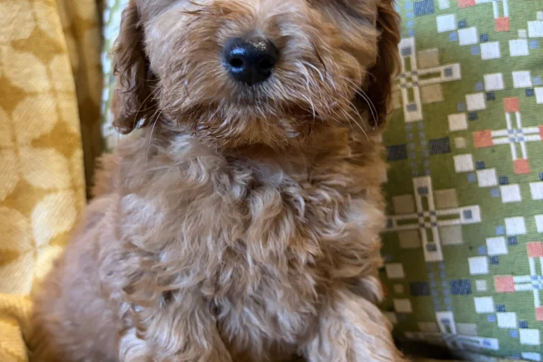 Cockapoo