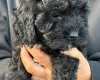 Cockapoo