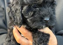 Puppy 1