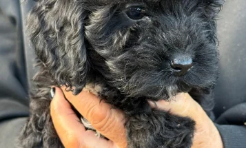 Cockapoo