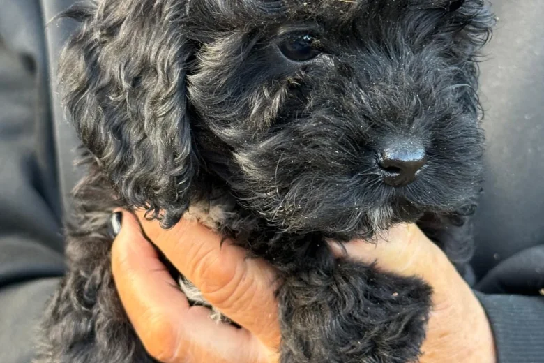 Cockapoo