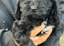 Puppy 2
