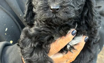 Cockapoo