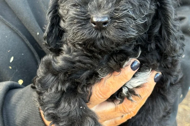 Cockapoo