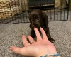 Cockapoo