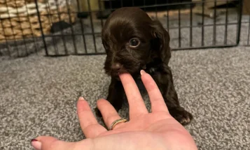 Cockapoo