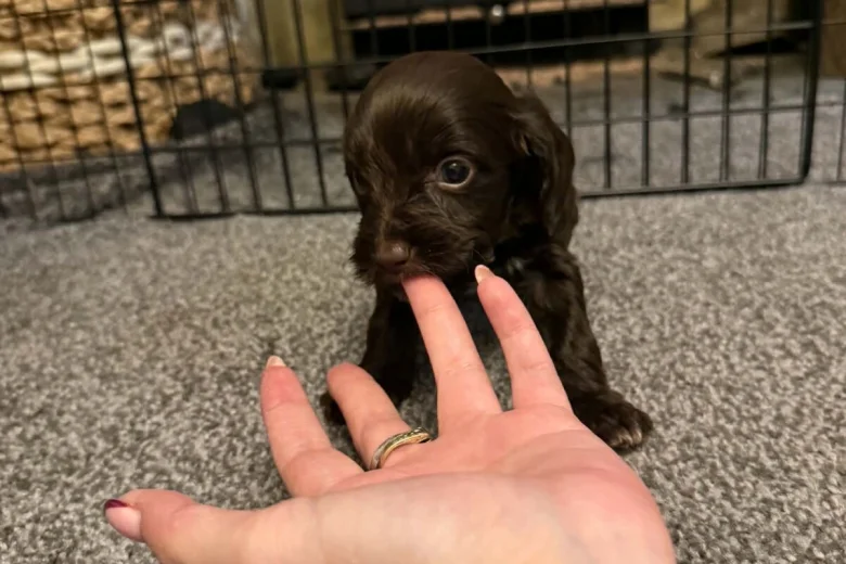Cockapoo
