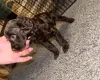 Cockapoo