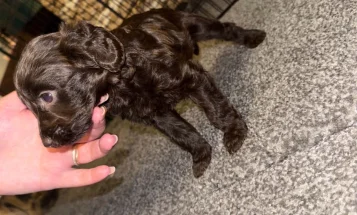 Cockapoo