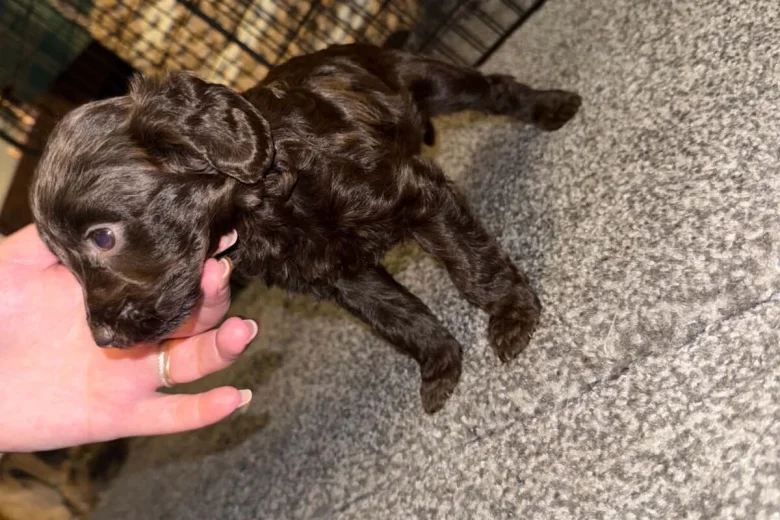 Cockapoo