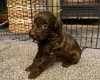 Cockapoo