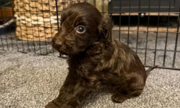 Cockapoo