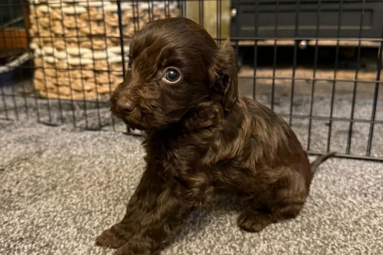 Cockapoo