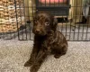 Cockapoo