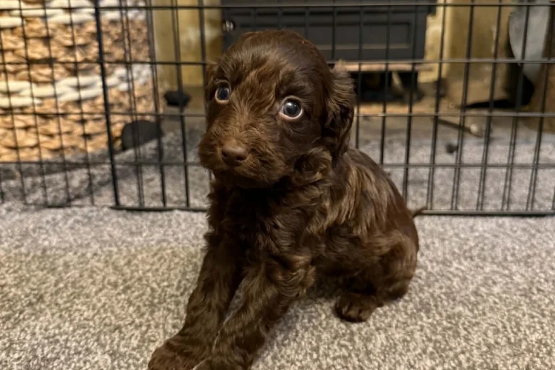 Cockapoo
