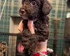 Cockapoo