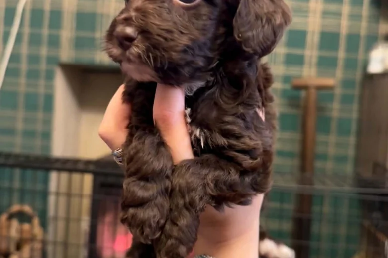 Cockapoo