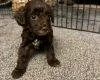 Cockapoo