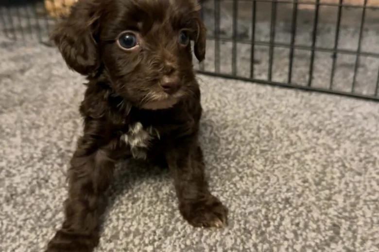 Cockapoo