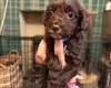 Cockapoo