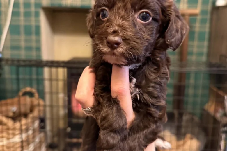 Cockapoo