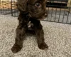 Cockapoo